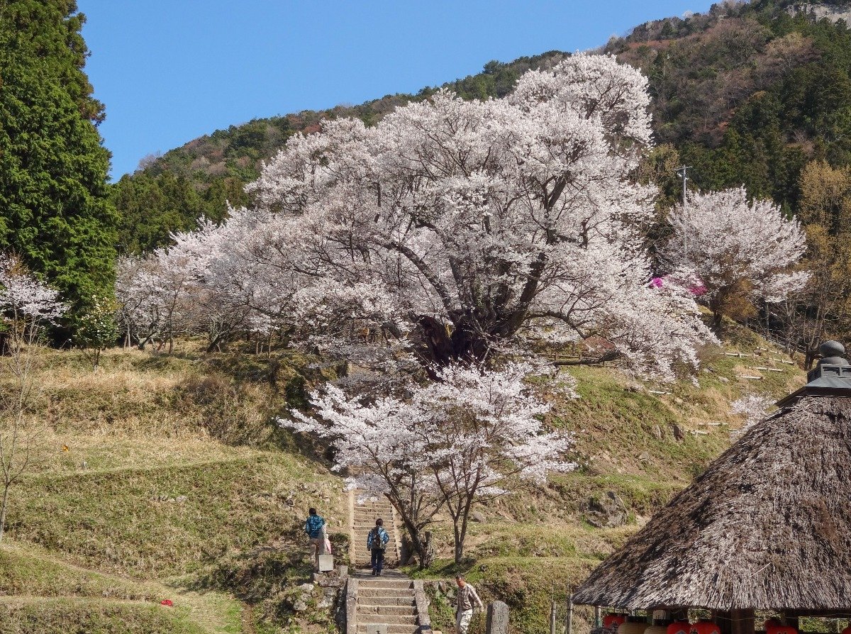 千年桜と周囲のソメイヨシノが共演　写真／宇陀市観光課