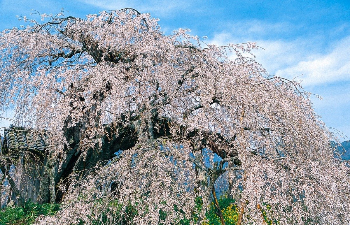昔ながらの山村風景の春を彩る桜