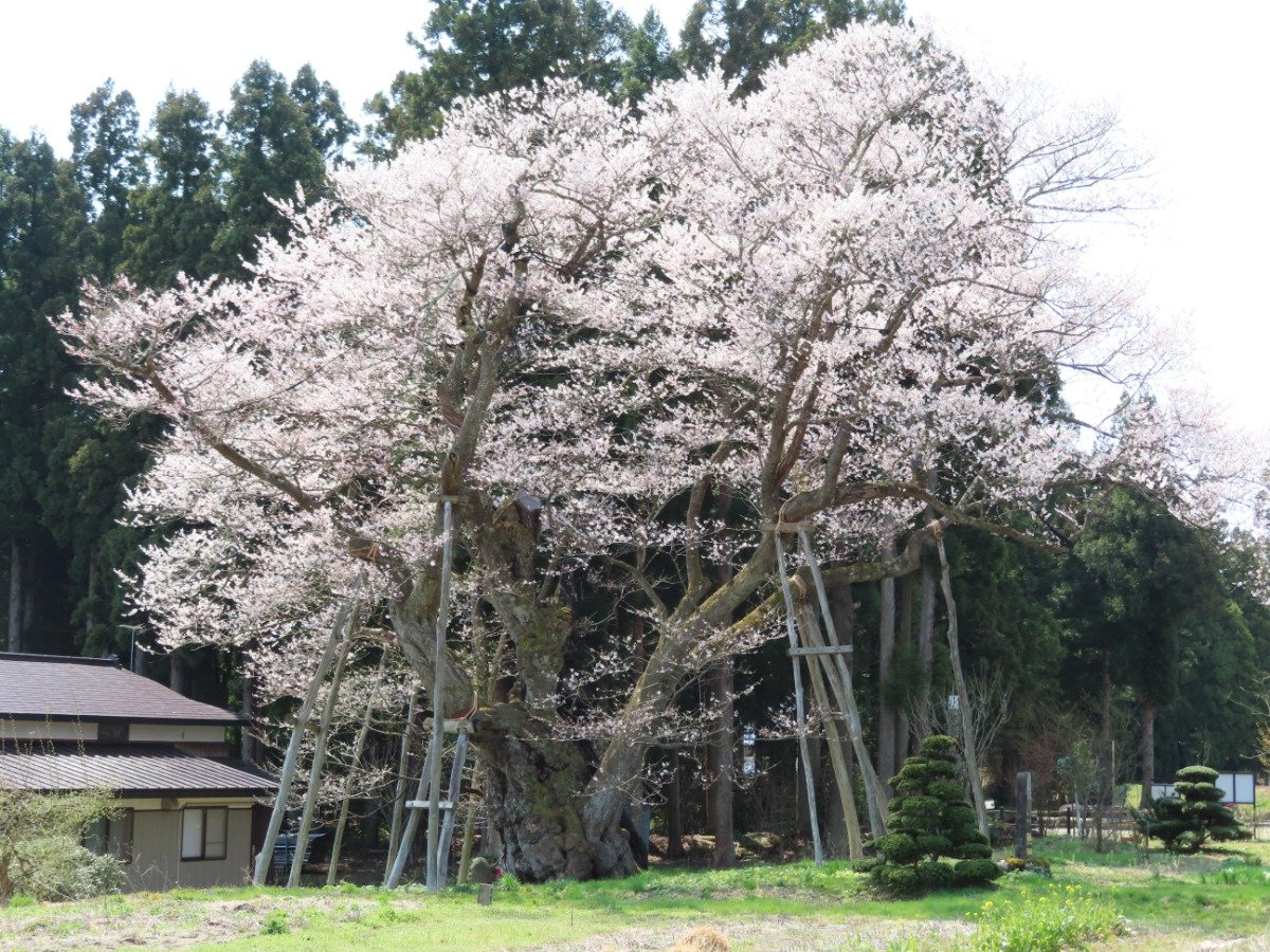 伊達政宗が初陣で敗走した際に、「草岡の大明神ザクラ」の根元に身を潜めて追っ手から逃れたと伝わります