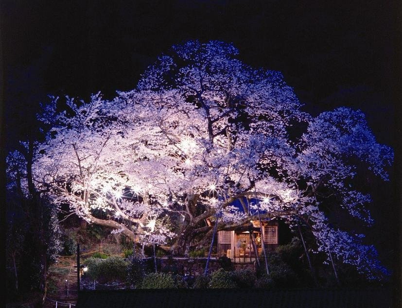 夜間はライトアップされます