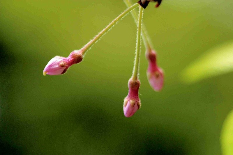 球状に膨らんだ「ひょうたん桜」の萼筒基部