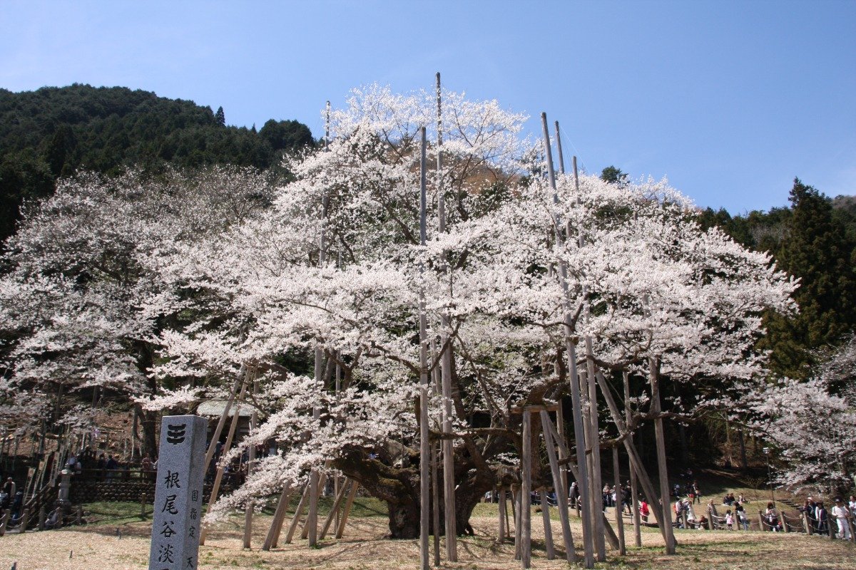 周囲はゆったりした敷地の淡墨公園として整備