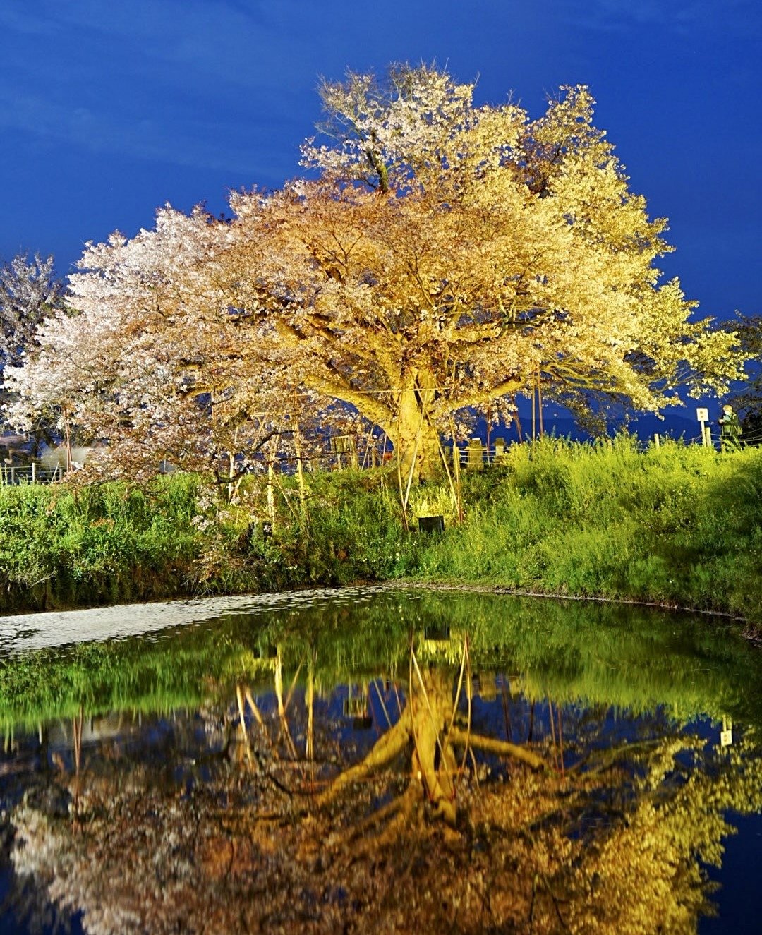 ライトアップされた桜が闇に浮かび上がります