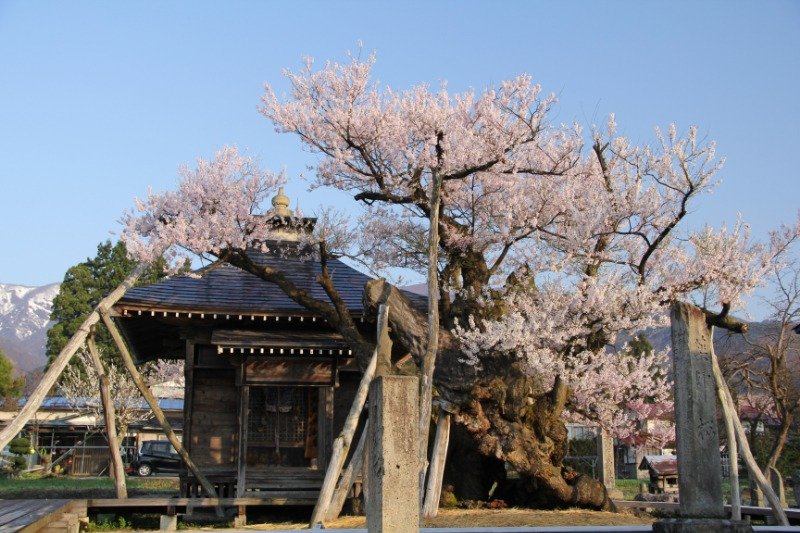 樹齢約1200年という「薬師ザクラ」。堂々たる風格があり、枝いっぱいに可憐な花を咲かせます