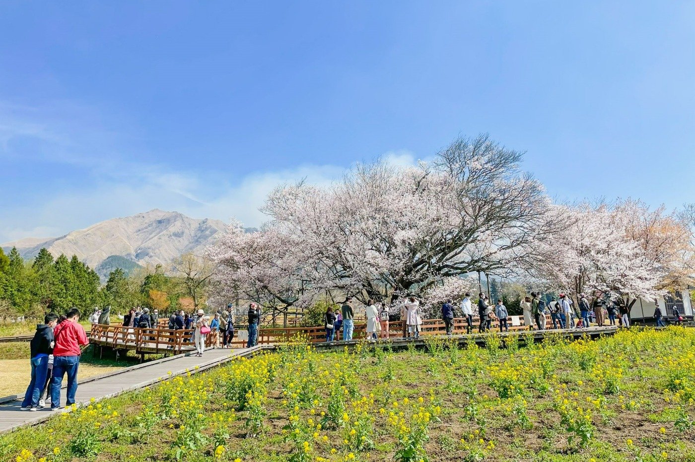 桜と菜の花越しに御竈門山（おかまどやま）や阿蘇五岳を一望