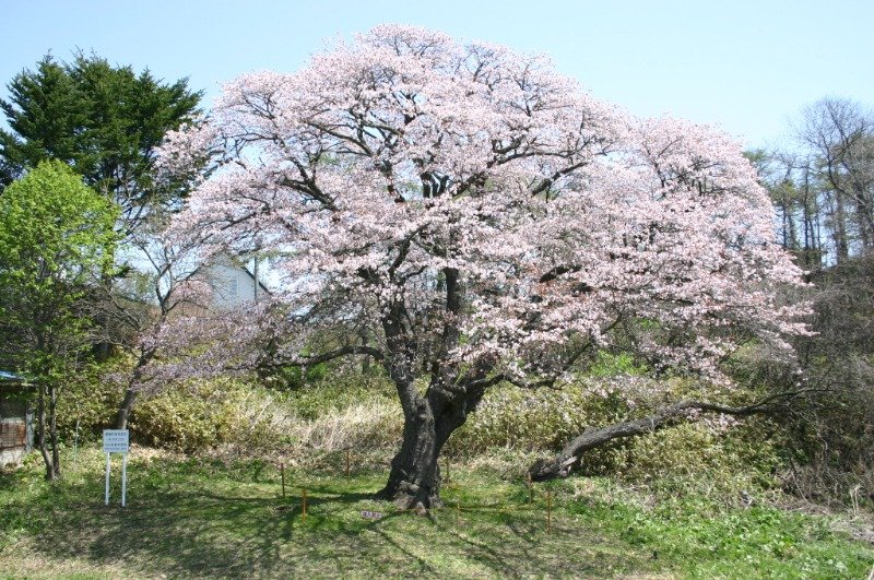 日差しのもと穏やかに美しく咲き誇る