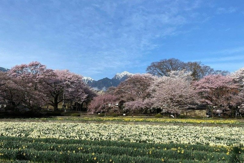 日本最古で最大の巨樹として大正時代に国の天然記念物に指定されました