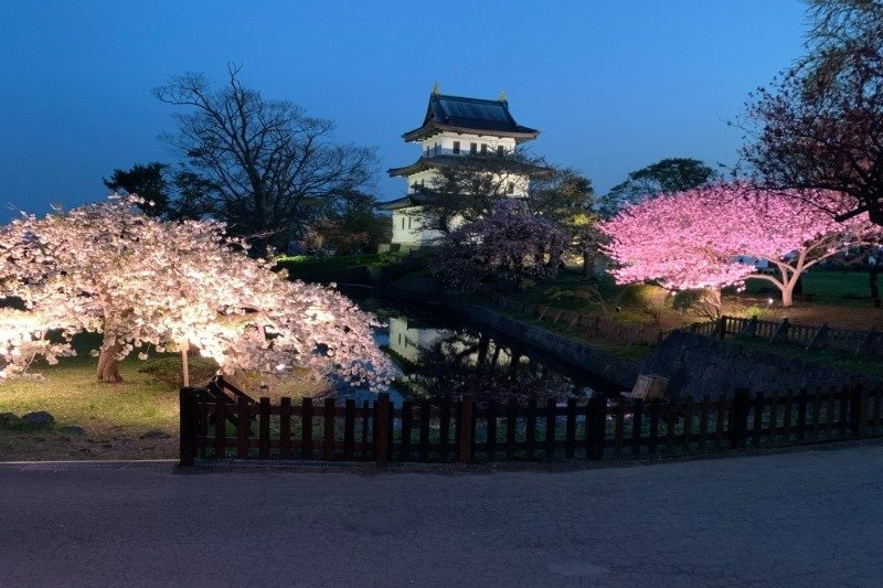 さくらまつり期間中は松前公園の桜がライトアップされます