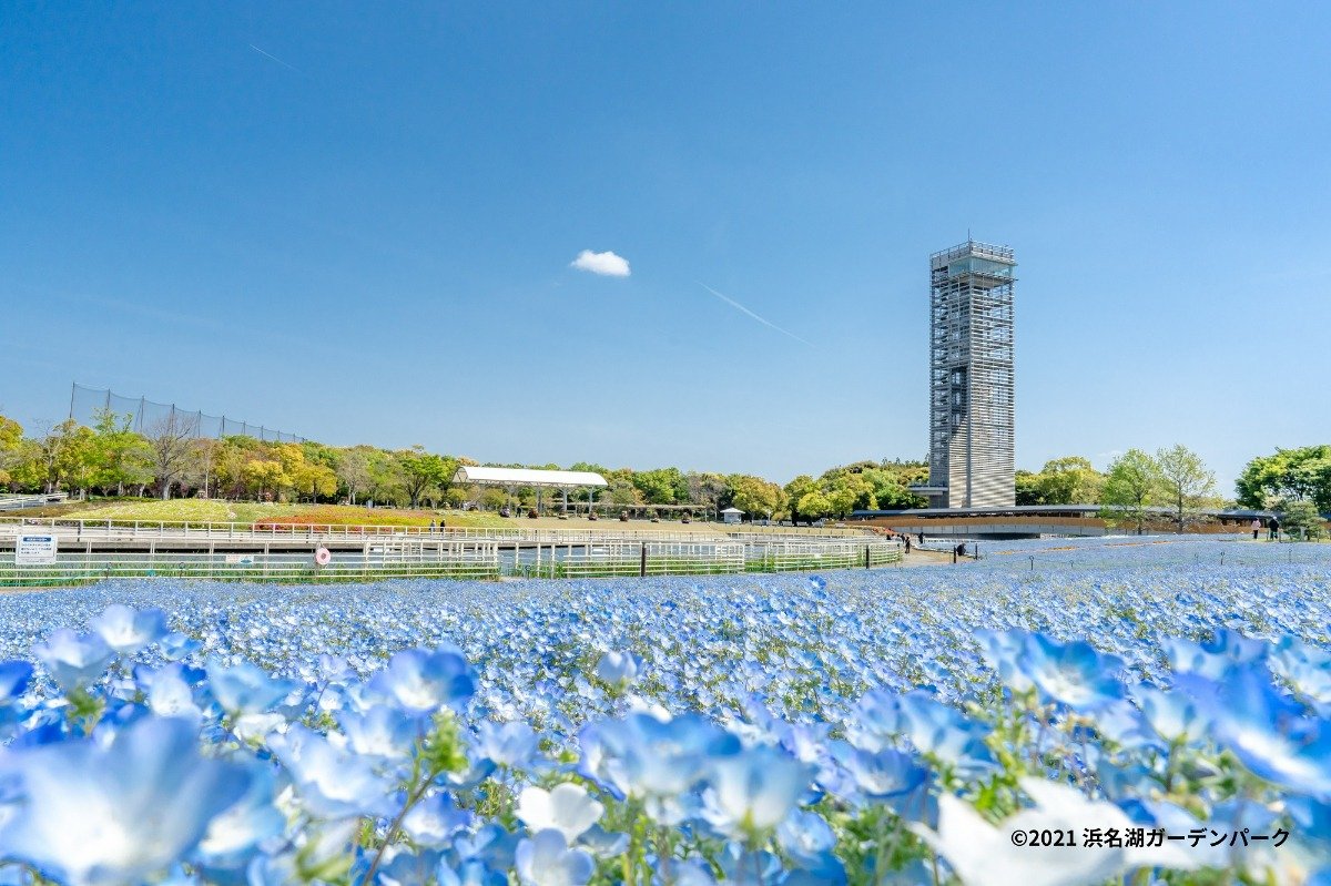 4月上～中旬は、ネモフィラの青い花が一面を染める「花織り畑」