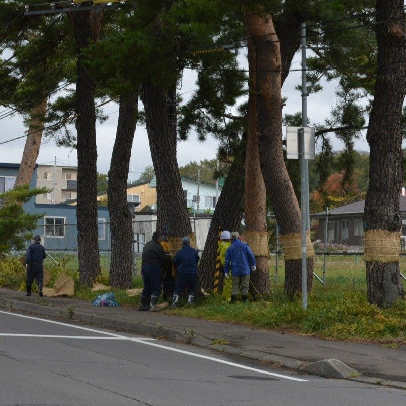 毎年、冬になる前に害虫対策の「こも巻き」を行ないます