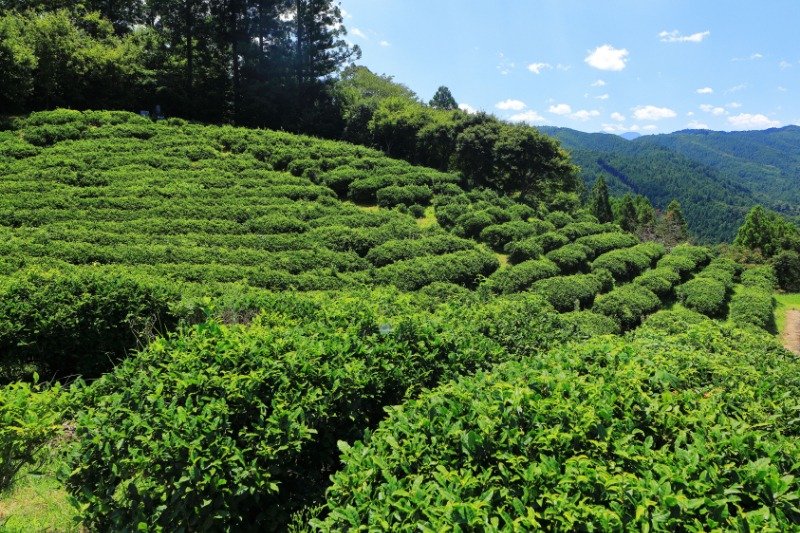 5月頃には茶畑が美しく斜面を彩ります