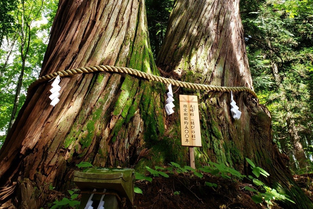 結びの杉とも呼ばれる樹齢500年を超す「夫婦杉」
