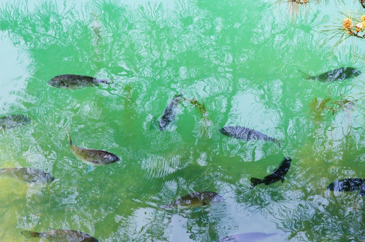 堀には海の魚が