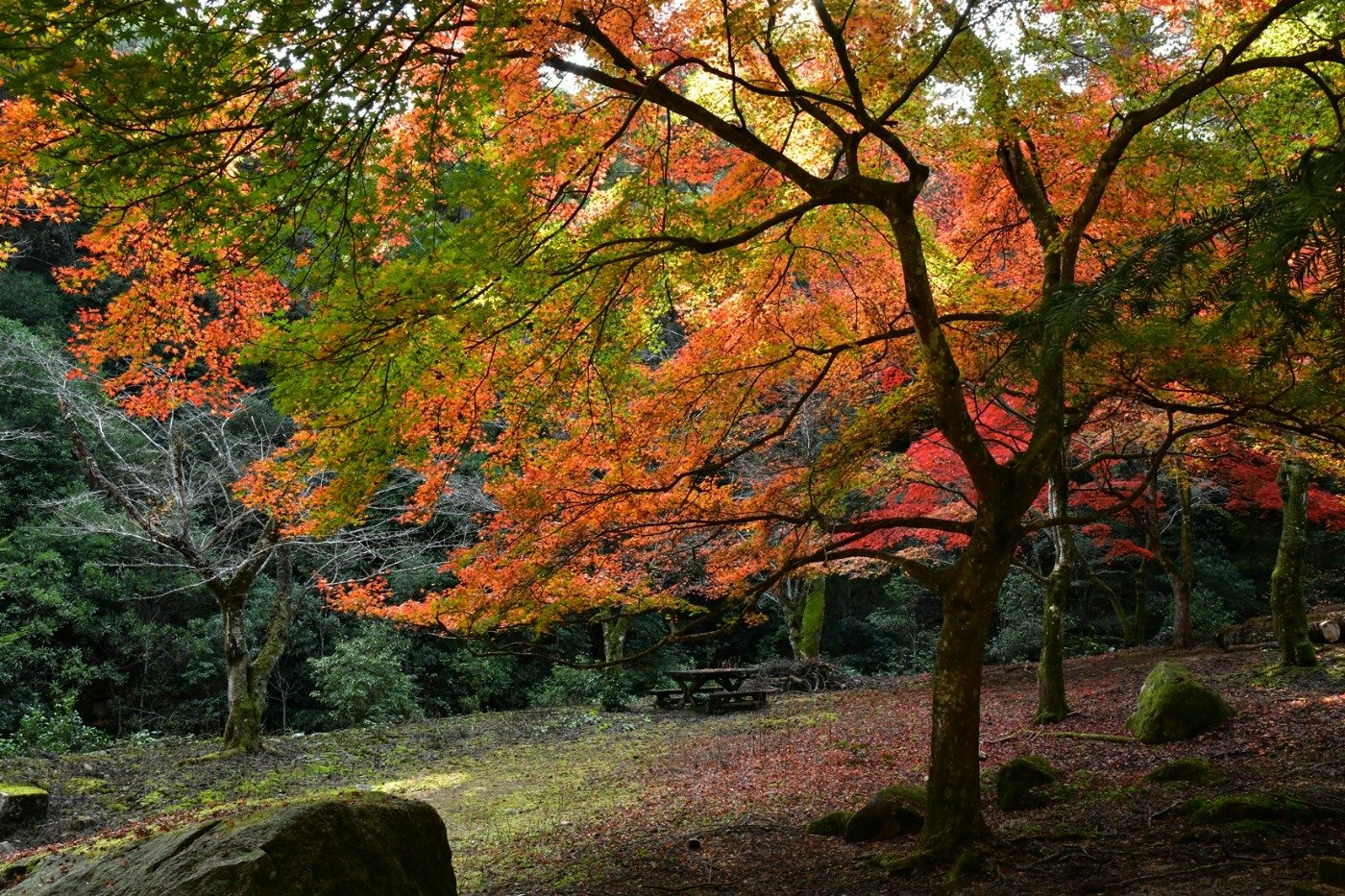 大元公園　撮影／新谷孝一　※無断転載禁止