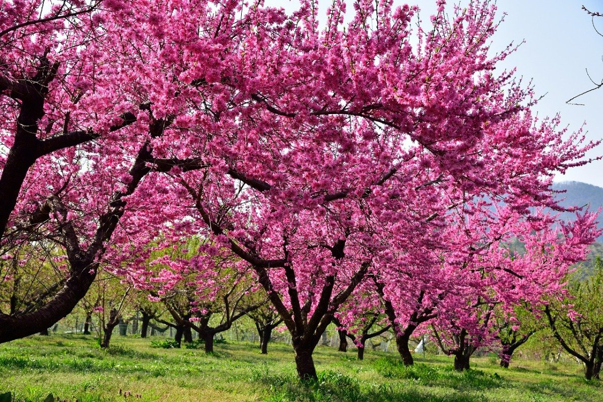 ひときわ鮮やかな濃いピンクの花が里山を彩る