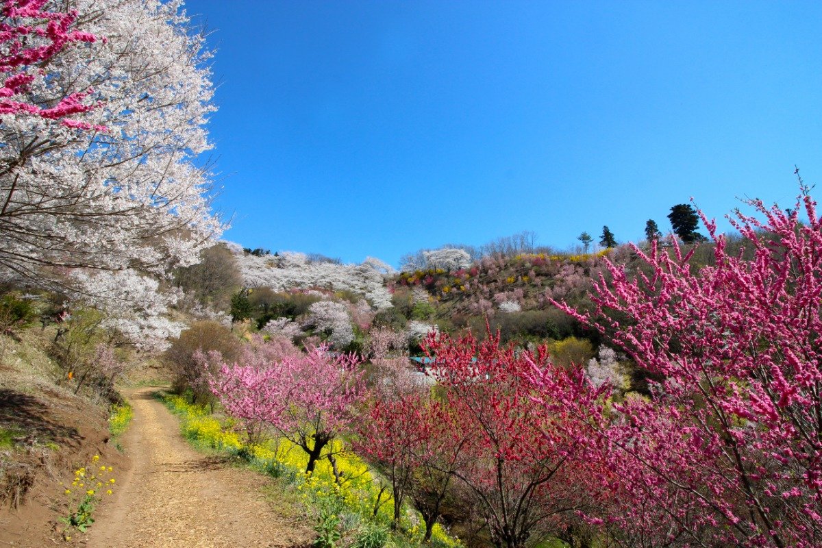 山頂に向かう道沿いも花に包まれます