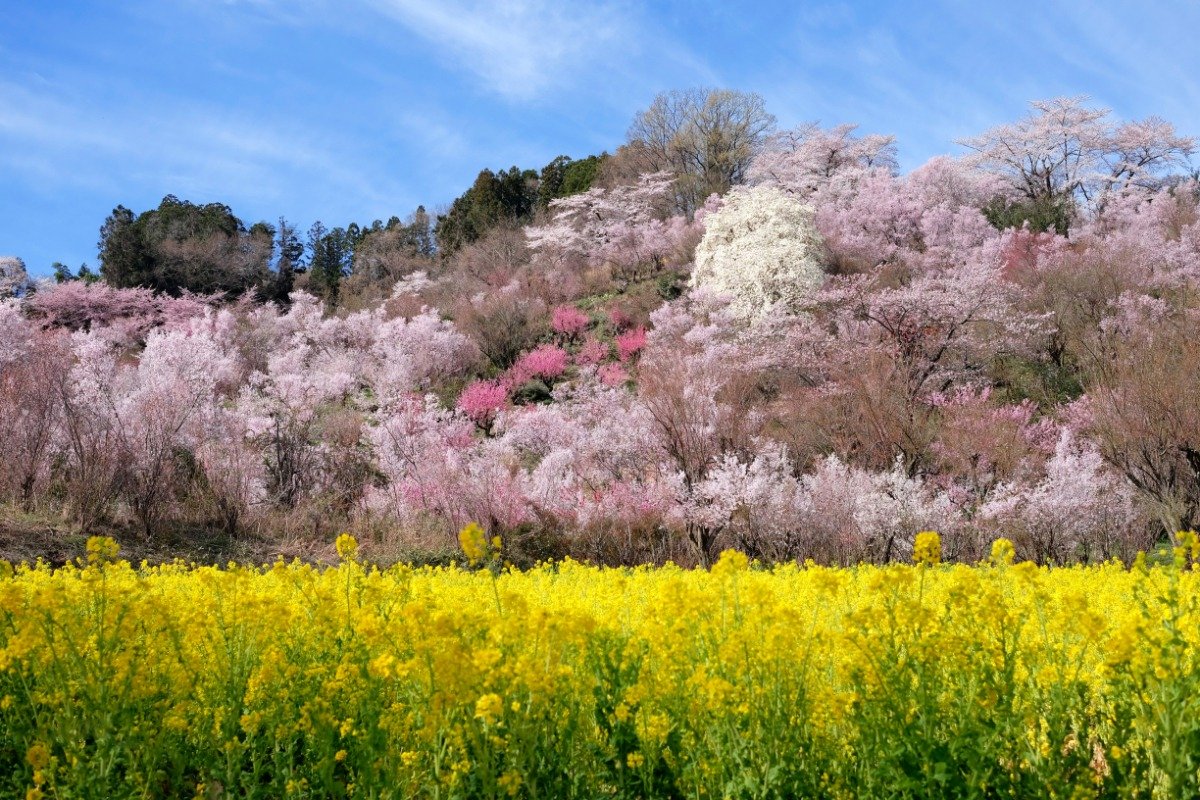 黄色、ピンク、赤、そして青空。美しい春の花景色