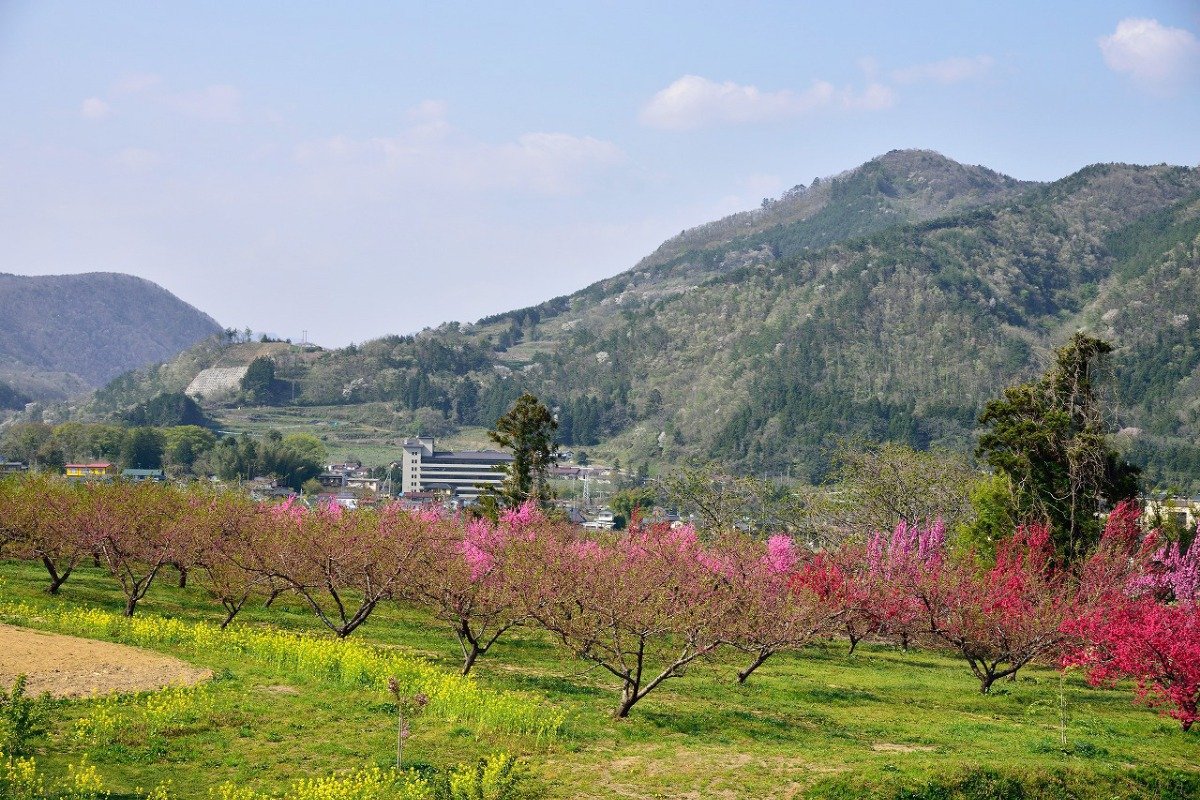 菜の花とハナモモが咲くほのぼのとした景観
