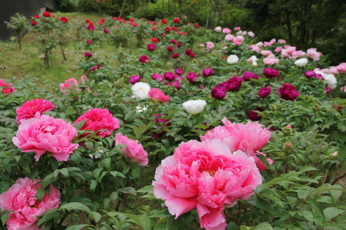 ボタンは美術館を代表する春の花