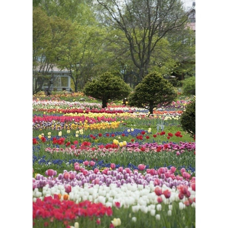 5月にはチューリップが見頃に