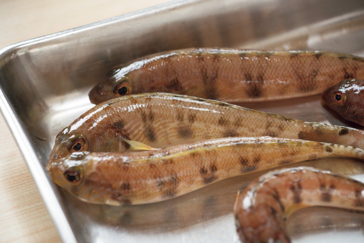 竹原の海の砂地で捕れる白身魚・ドーマルは淡白で上品な味わい