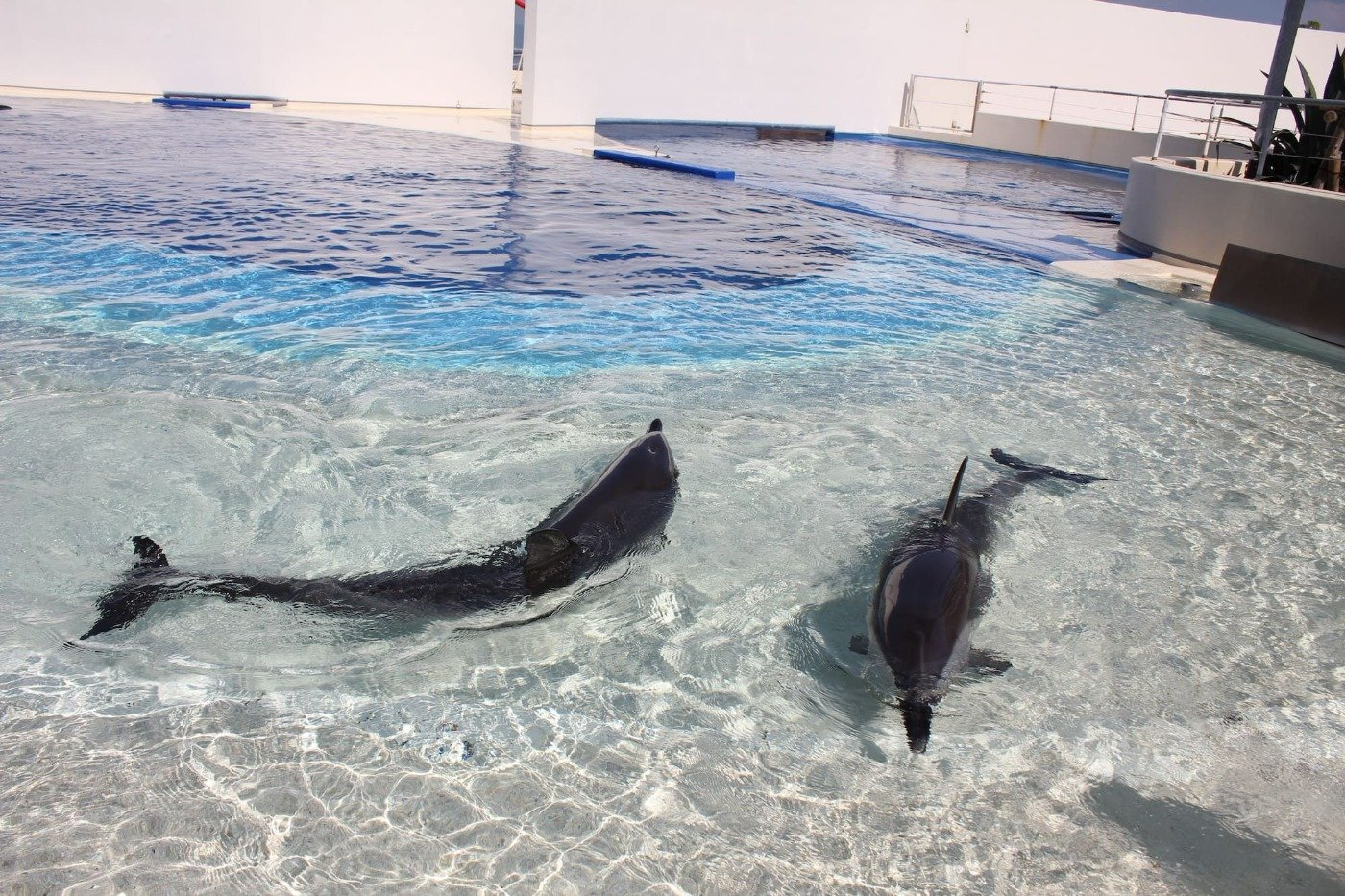 「砂浜プール」ではイルカが浅瀬まで来ることも