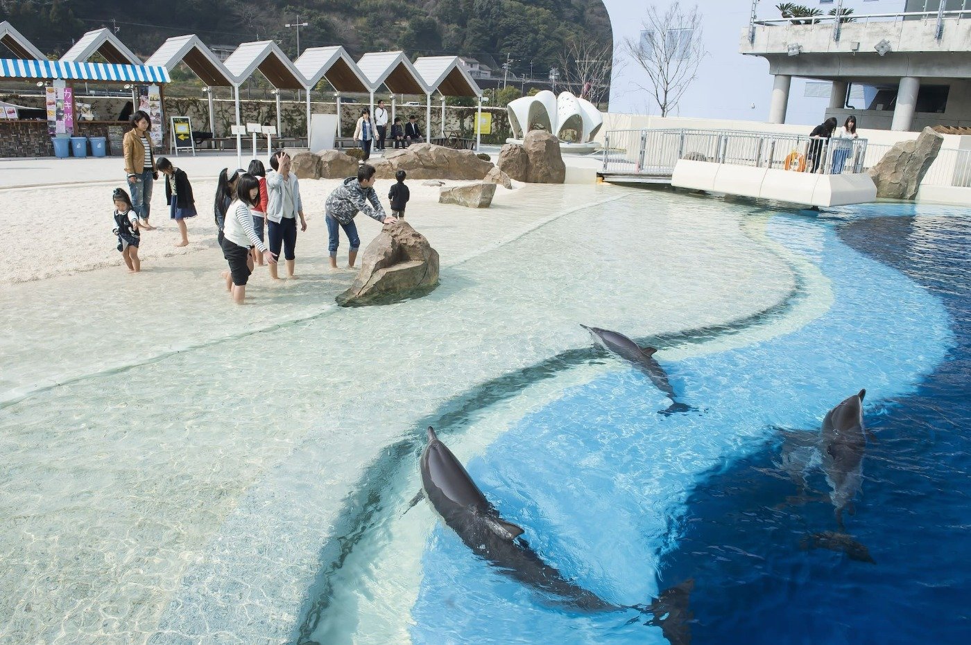 以前から人気の「砂浜のプール」。イルカと近距離でふれあえます（※イルカに直接さわることはできません）
