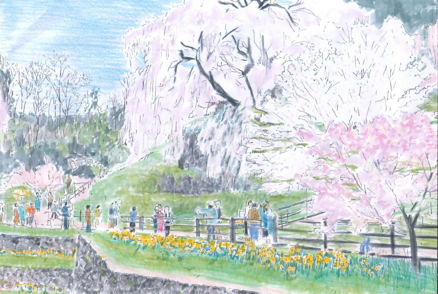 又兵衛桜　作／投稿者