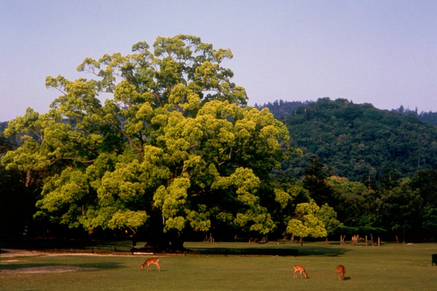 いつまででも、のんびりと眺めていたくなる飛火野の光景