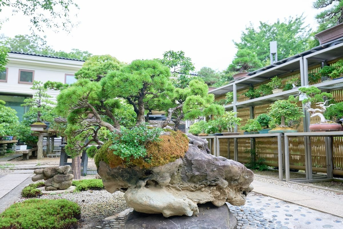 石付きの五葉松の盆栽。崖の景色が見えてきそうです