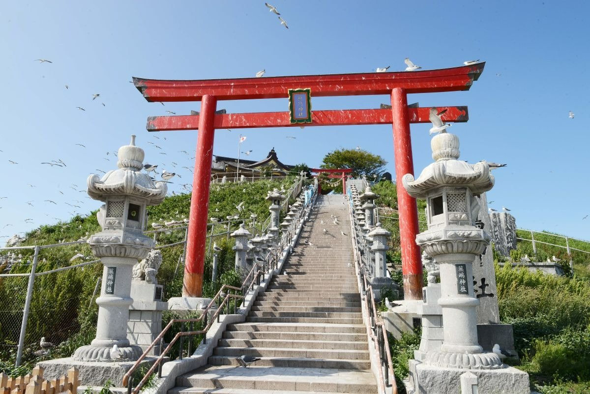 ウミネコは3万羽とも4万羽ともいわれ、羽を休める夕刻は足の踏み場もないほど