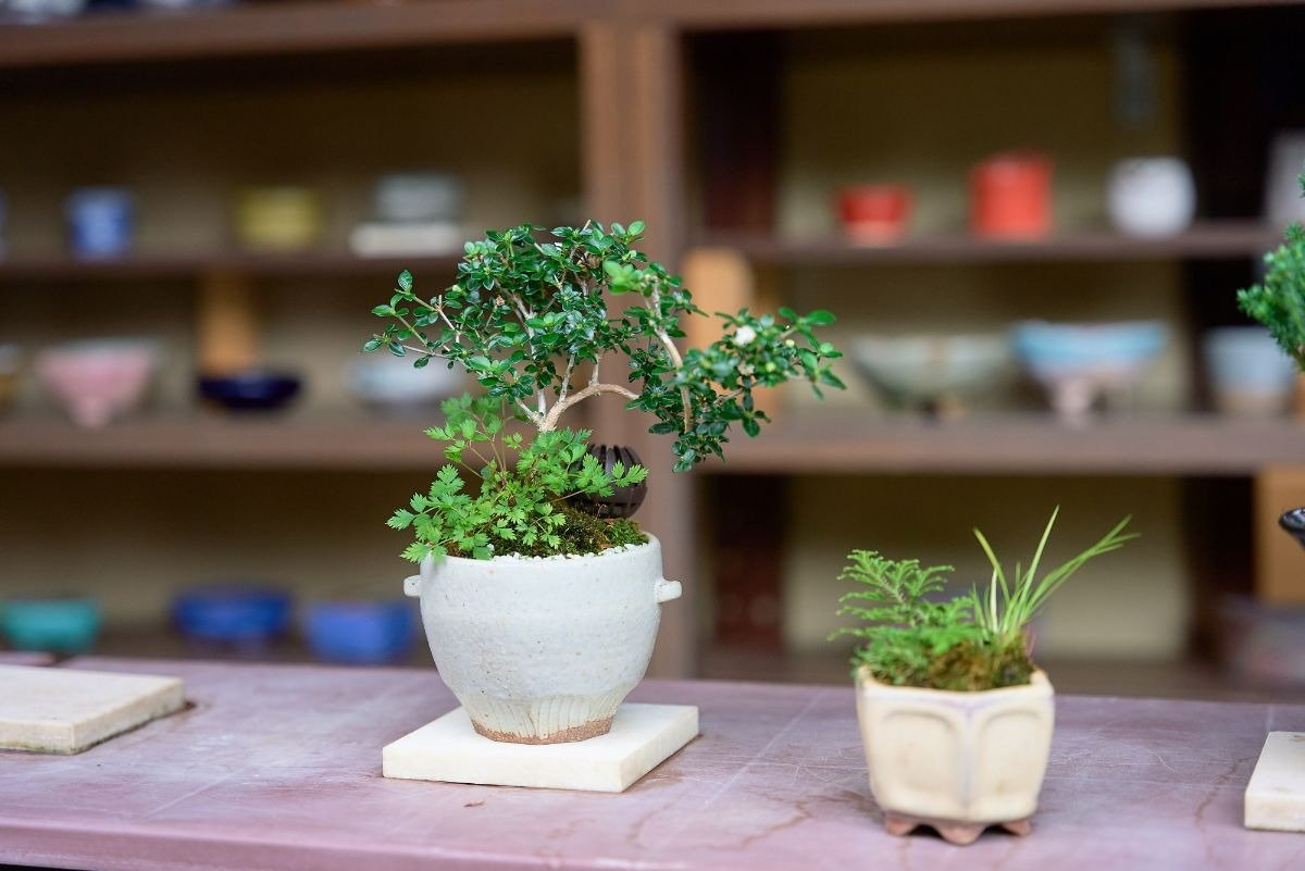 木の根元に下草を植えるなど、複数の植物を寄せ植えした作品