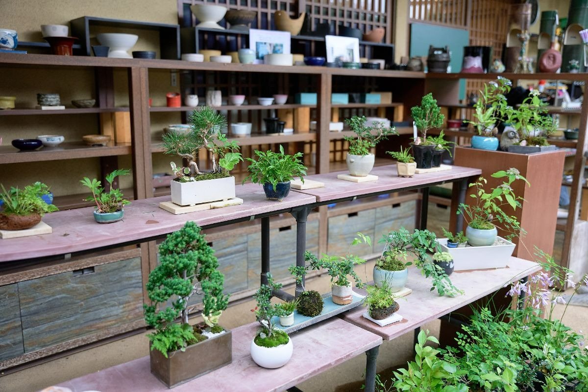 「清香園」では素材の植物や鉢などの販売もしています