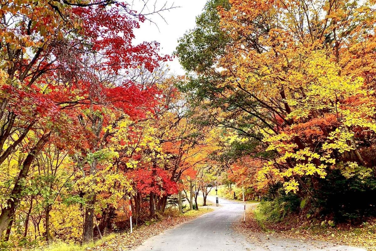 日中の紅葉谷は気軽な散策に人気のスポット