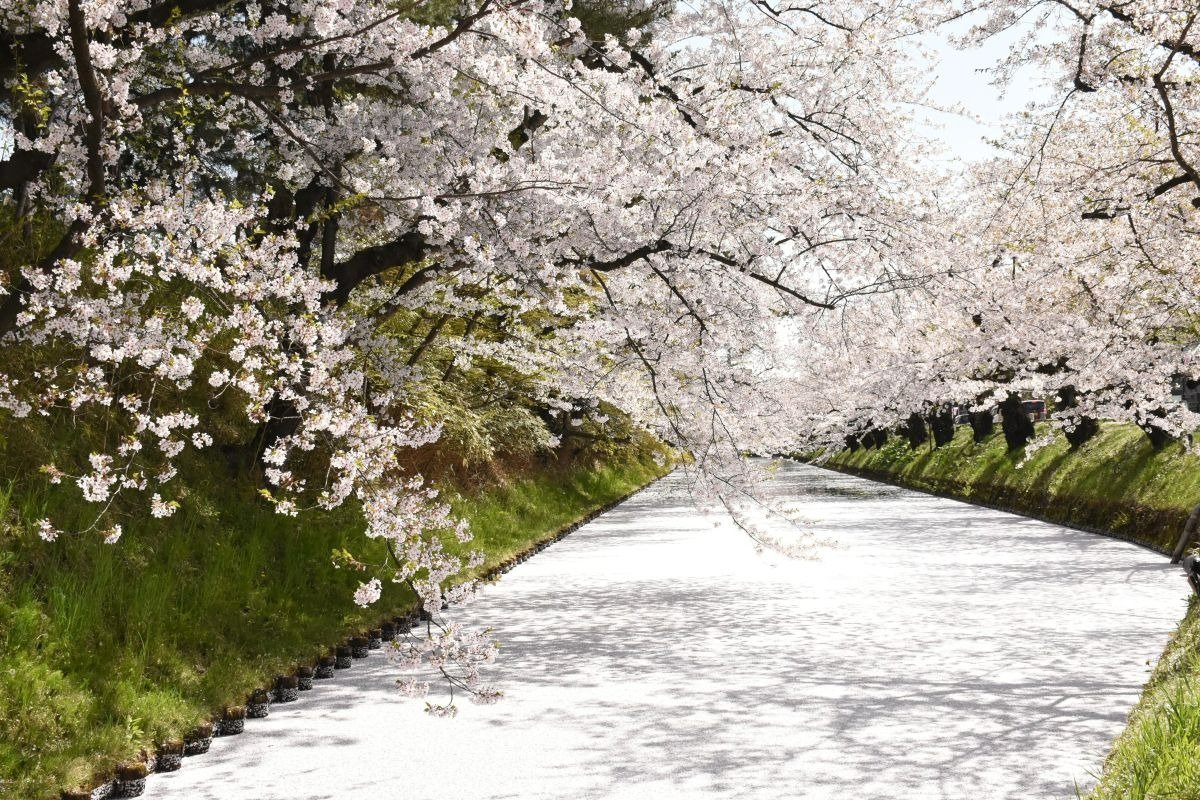 自然と引きつけられる外濠の桜の海　