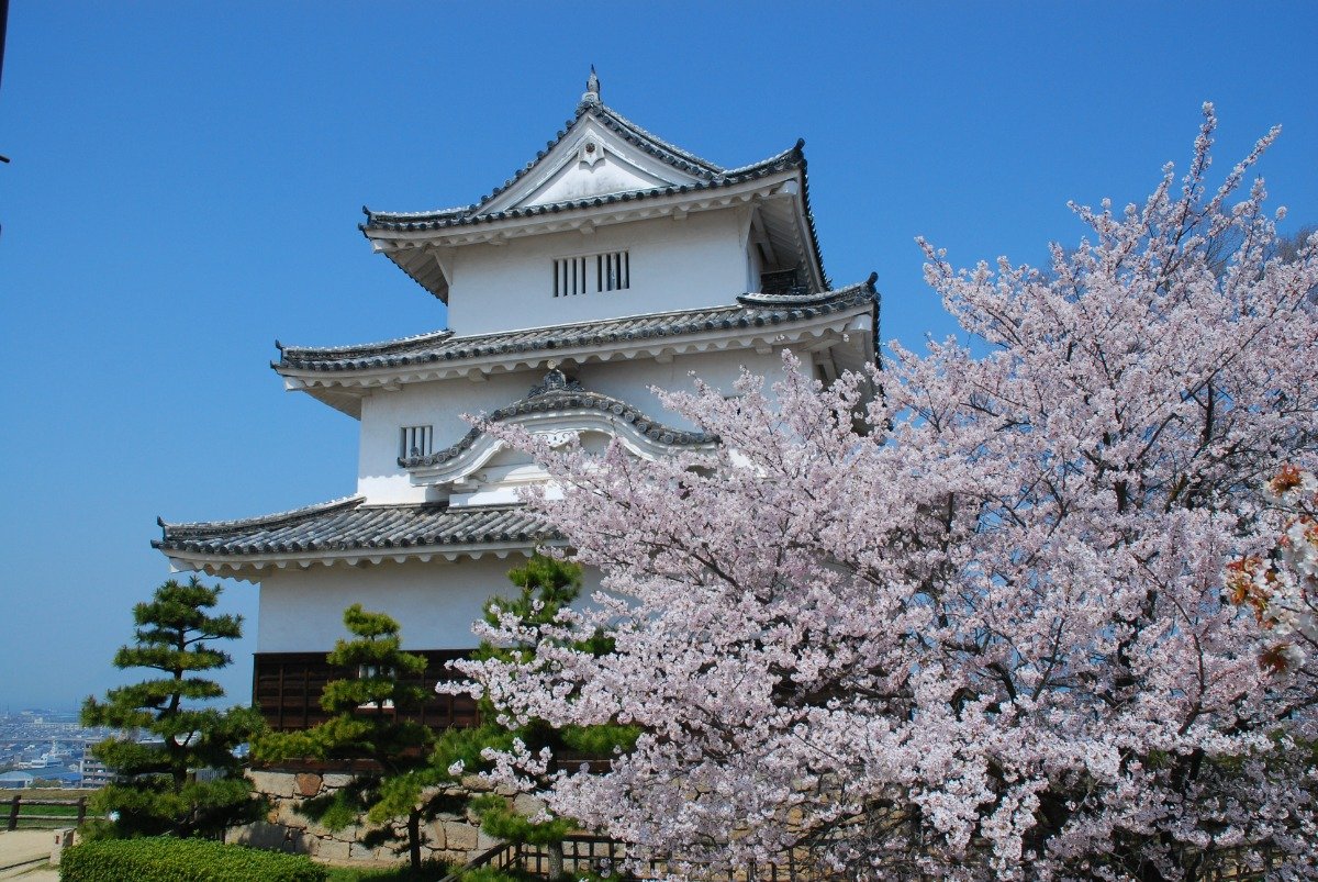 城を取り囲むように桜が咲き誇ります。例年の見頃は3月下旬～4月上旬