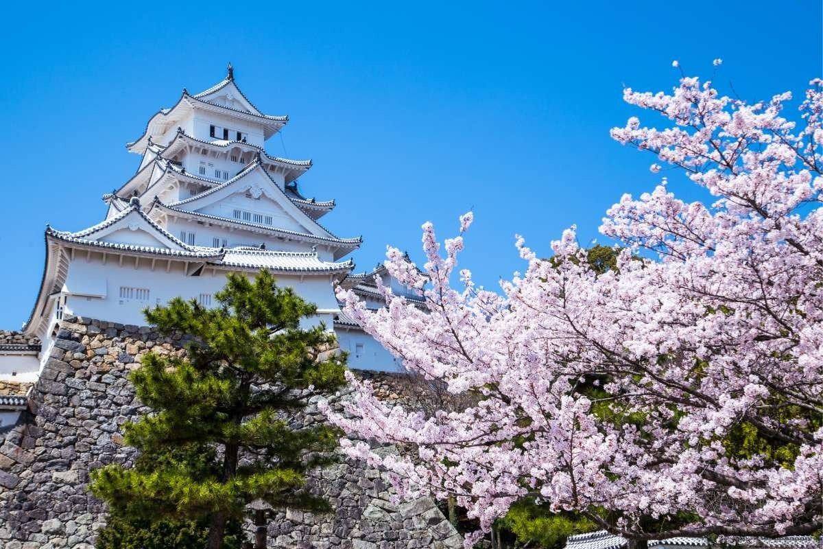 天守と桜のコントラストが美しい