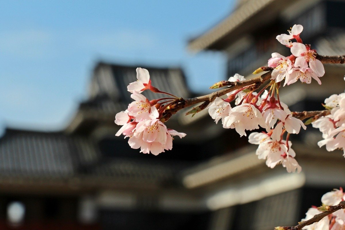 天守前の名木「駒つなぎの桜」は加藤清正ゆかりと伝えられています