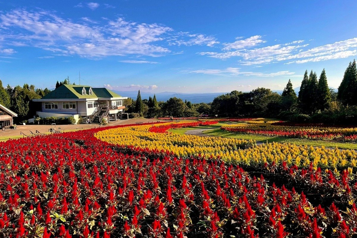 9～11月に見頃を迎えるケイトウ。鮮やかで花壇の絵柄がはっきりと分かります