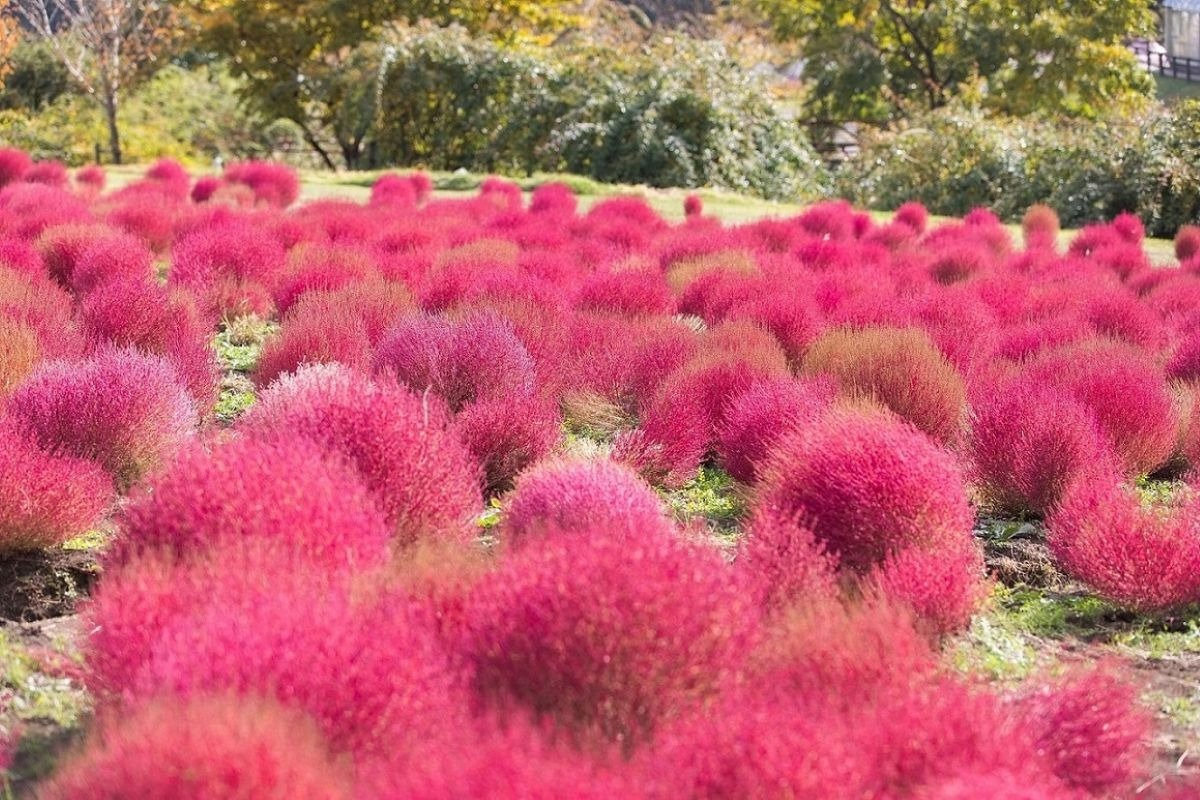 コキアも植栽。9月下旬〜11月上旬に赤く紅葉します