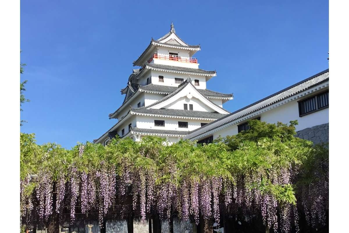 フジの見頃は、4月下旬