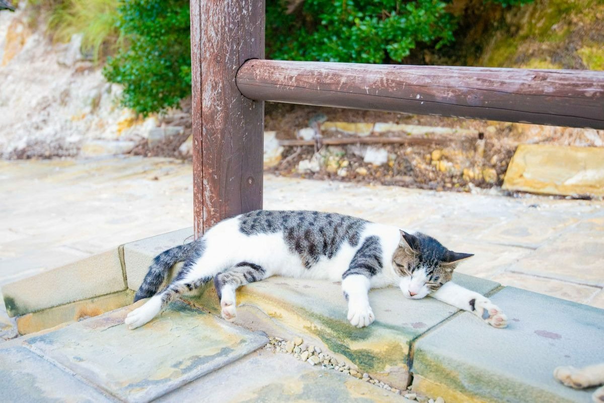 いたるところで地域猫がのんびりと過ごしています