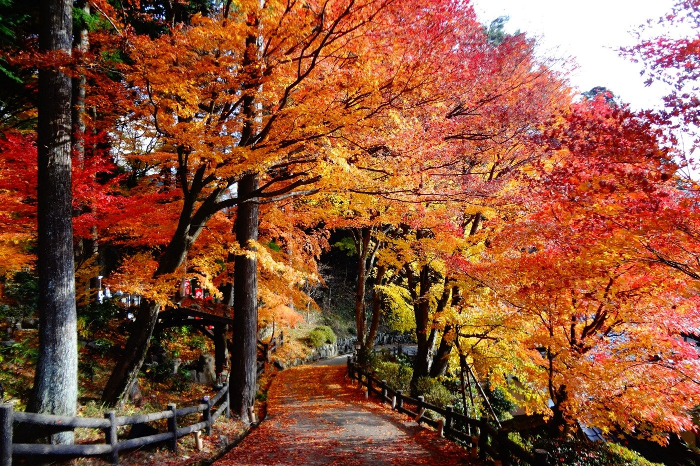 一帯は紅葉の名所でもあります