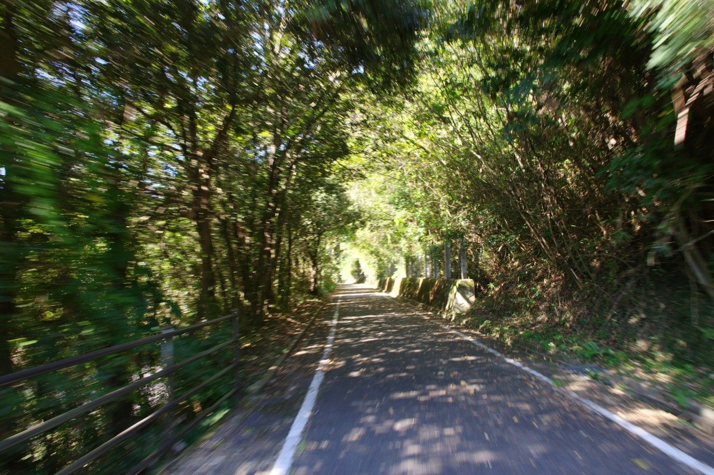 木立のトンネルを駆け抜けます