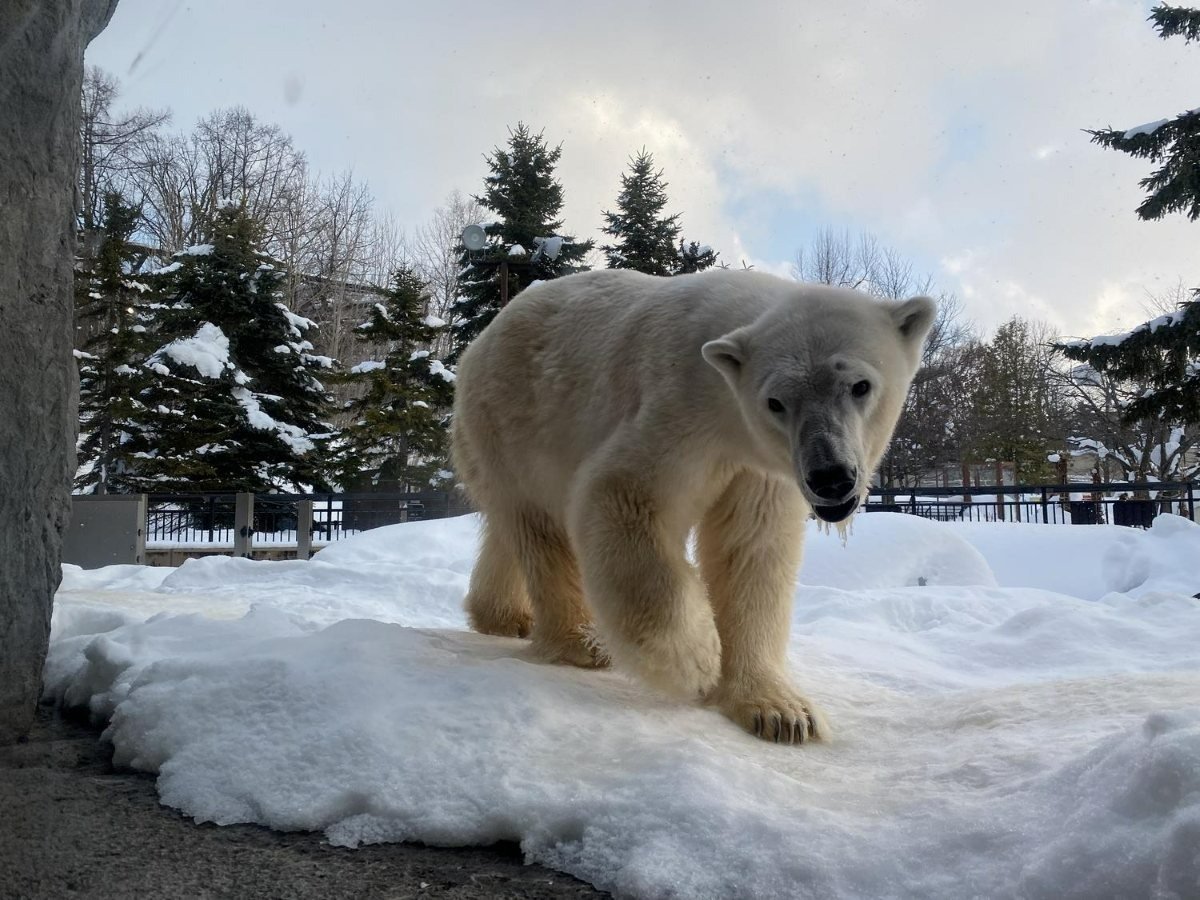 好奇心たっぷりにこちらをのぞき込むホッキョクグマ