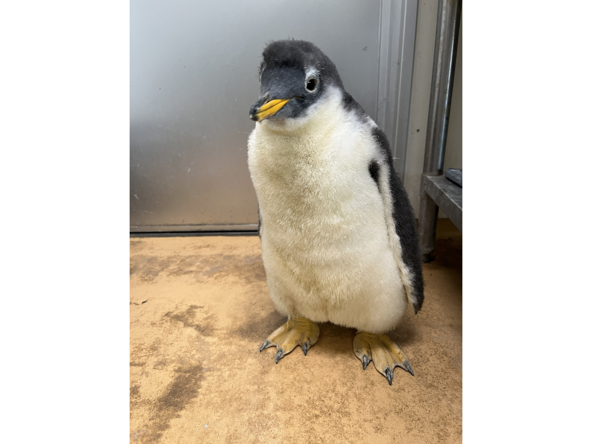 ジェンツーペンギンのヒナ。2025年8月19日の様子