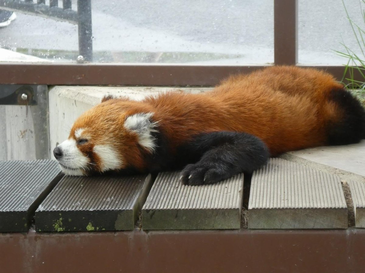 寝ている時の表情もなんとも愛らしい