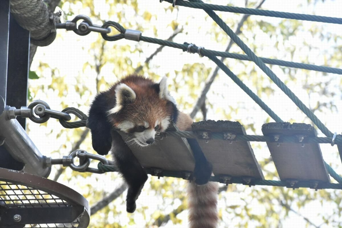 渡ったり遊んだりできる吊り橋も設置