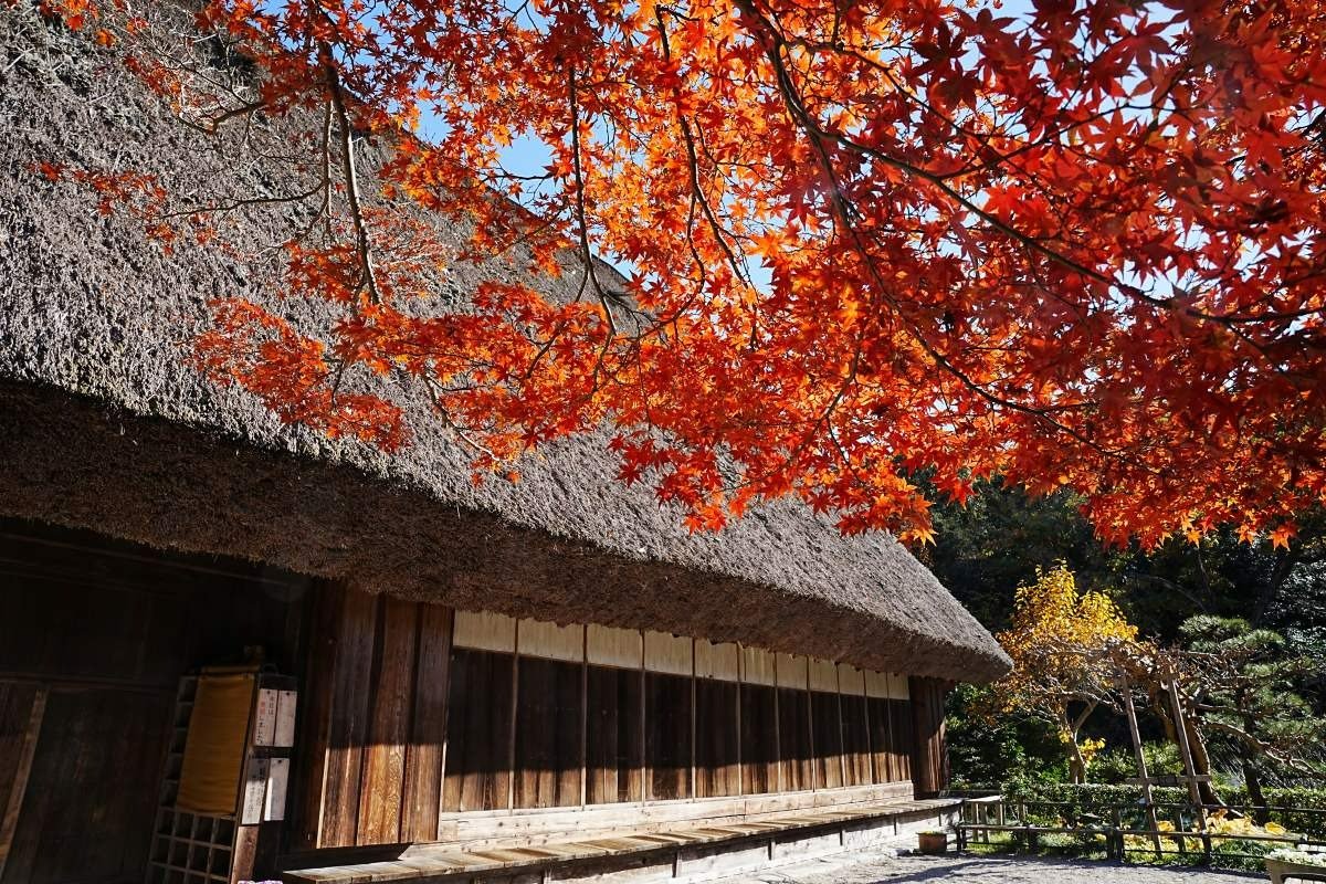 移築された合掌造り民家も紅葉に彩られます