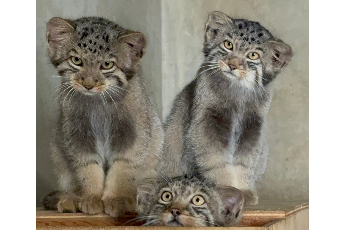 マヌルネコの仔ネコ。左上から時計回りに「ヤス」「ノブ」「ヒデ」